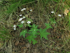 Geranium krylovii