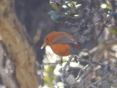 Loxops coccineus