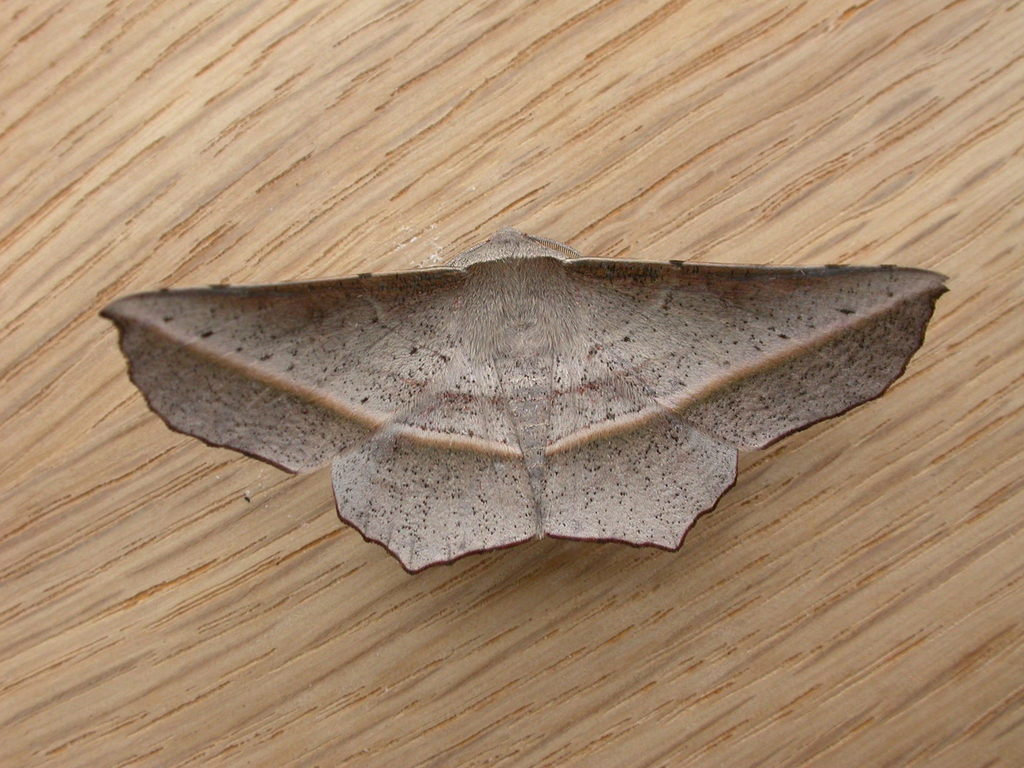 Ribbed Wine Moth