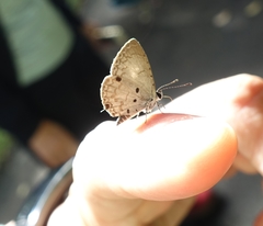 Megisba malaya sikkima