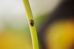 Diomus notescens