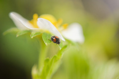 Diomus notescens