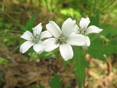Geranium krylovii