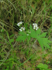 Geranium krylovii