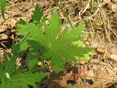 Geranium krylovii