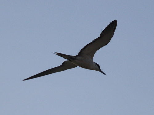 Charrán embridado (Onychoprion anaethetus)