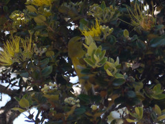 Chlorodrepanis virens