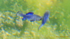 Cyprinodon nevadensis mionectes