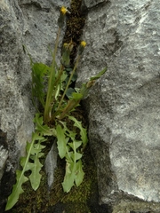 Taraxacum zealandicum