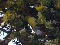 Chlorodrepanis virens