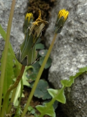 Taraxacum zealandicum