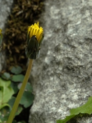 Taraxacum zealandicum