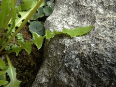 Taraxacum zealandicum