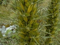 Aciphylla takahea