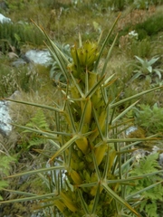 Aciphylla takahea