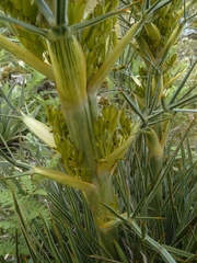 Aciphylla takahea