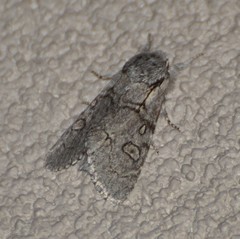 Acronicta tota