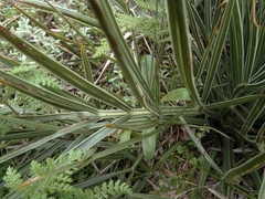Aciphylla takahea