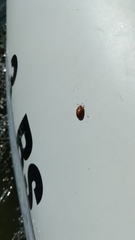 Chelymorpha cassidea