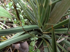 Aciphylla takahea