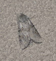 Acronicta tota