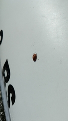 Chelymorpha cassidea