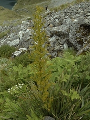 Aciphylla takahea