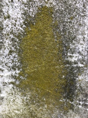 Flavoplaca flavocitrina