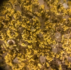 Flavoplaca flavocitrina