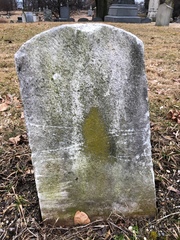 Flavoplaca flavocitrina