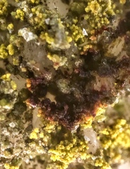 Flavoplaca flavocitrina