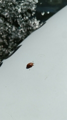 Chelymorpha cassidea