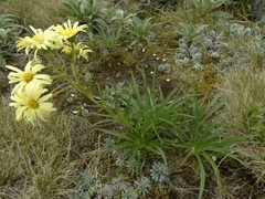 Dolichoglottis lyallii × scorzoneroides