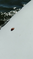 Chelymorpha cassidea