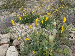 Eschscholzia papastillii