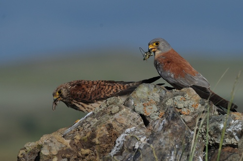 Lesser Kestrel