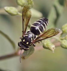 Bicyrtes discisus