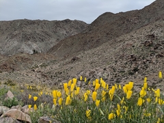 Eschscholzia papastillii