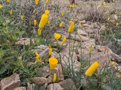 Eschscholzia papastillii