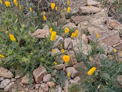 Eschscholzia papastillii