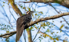 Dromococcyx phasianellus