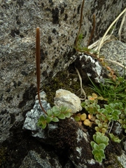 Epilobium pernitens