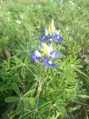 Lupinus texensis