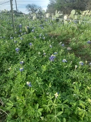 Lupinus texensis