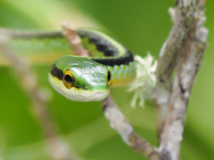 Leptophis diplotropis