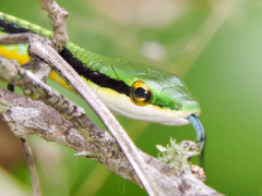 Leptophis diplotropis