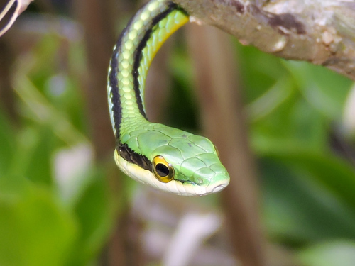 Pacific Coast Parrot Snake