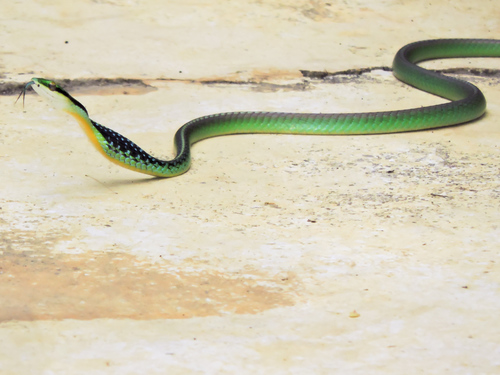 Pacific Coast Parrot Snake