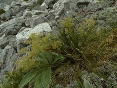 Aciphylla