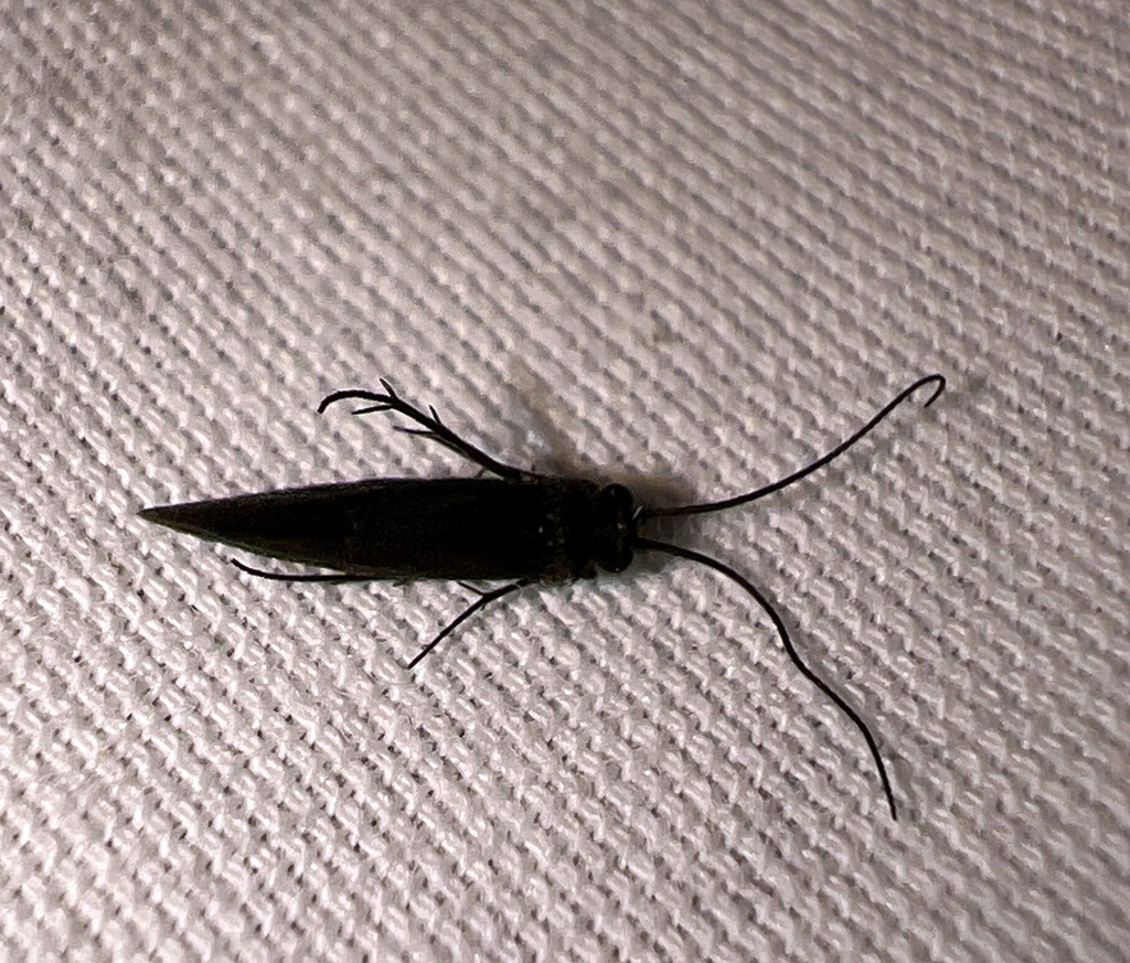 Chimarra obscura